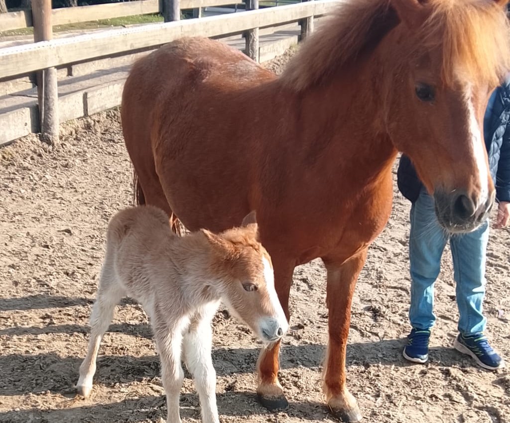 Printemps 2026 : Ça pouline au poney club !